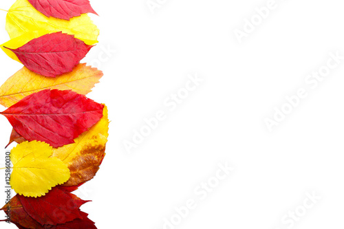 Fototapeta Naklejka Na Ścianę i Meble -  Autumn leaves on white background