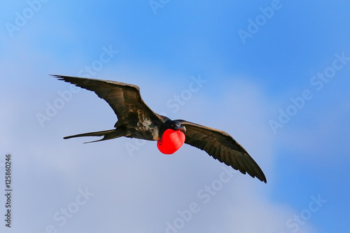 Male Great Frigatebird flying in blue sky, Galapagos National Pa © donyanedomam