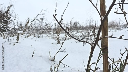 Wallpaper Mural frozen grass snows beautiful winter field nature Torontodigital.ca
