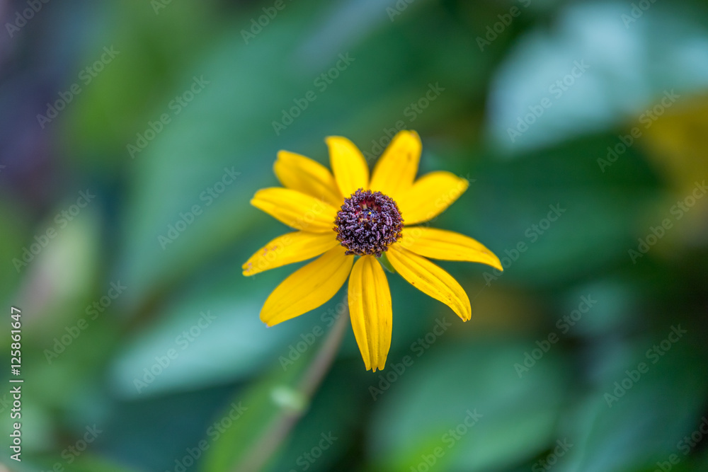 Yellow rudbeckia flower on green background close-up. Beautiful yellow flower with a black-center. Yellow rudbeckia flower on green background close-up. Beautiful yellow flower with a black-center.