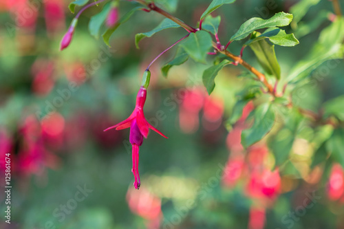 Canvas Print Beautiful flower fuchsia blooming in the garden