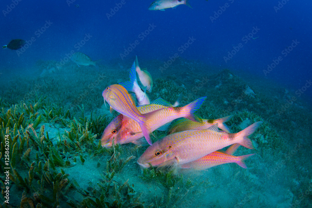 Obraz premium Tropical fish