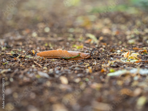 Slug creeps on a footpath