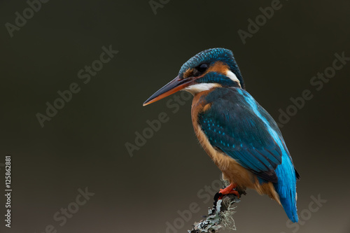Kingfisher (Alcedo Atthis)/Kingfisher perched on lichen covered branch