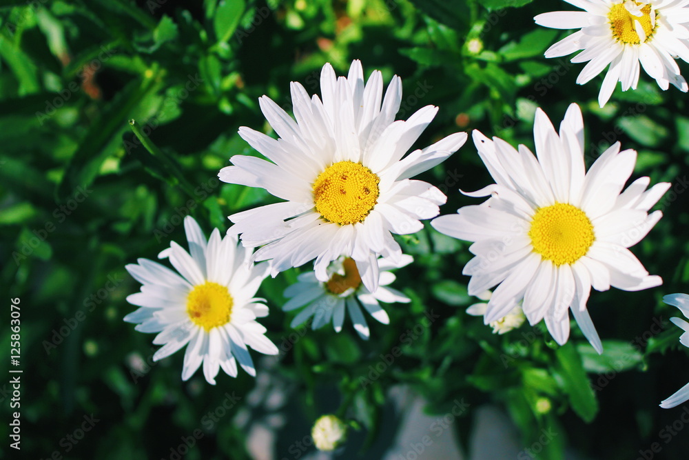 Obraz premium White Daisies
