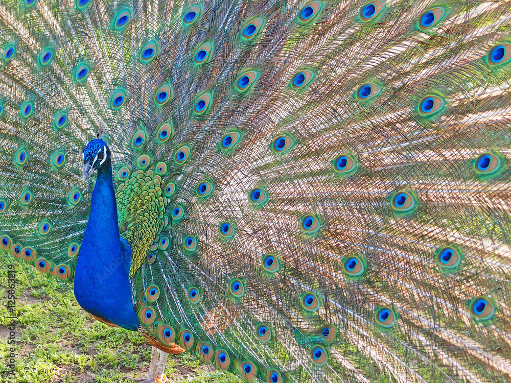 Obraz premium Portrait of blue peacock with feathers tail out in the sun