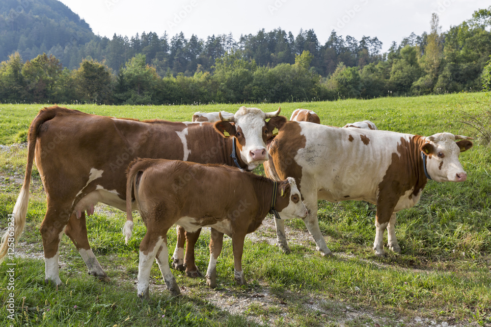 Beautiful herd of cows with calf in Alps meadow Beautiful herd of cows with calf in Alps meadow