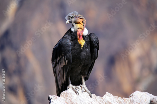 Andean Condor sitting at Mirador Cruz del Condor in Colca Canyon photo