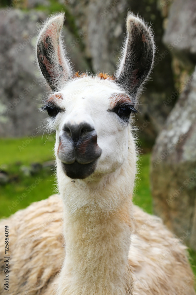 Naklejka premium Portrait of llama standing at Machu Picchu, Peru