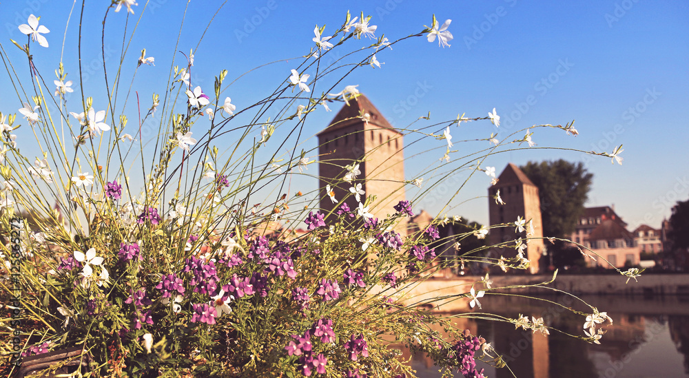 picturesque downtown Strasbourg with flowers in the foreground - Alsace Region - France picturesque downtown Strasbourg with flowers in the foreground - Alsace Region - France