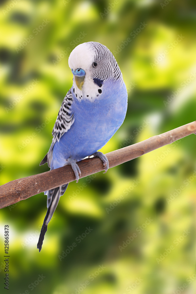 Naklejka premium the blue budgie is on the tree branch