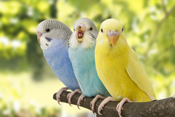 Wandcirkels Vogel Drie grasparkieten in nestkast  © khmel