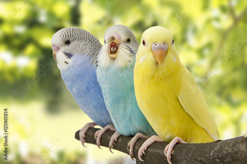 Fotografia three budgies are in the roost