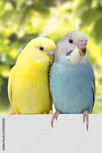 Two multi colored budgie are on the green background