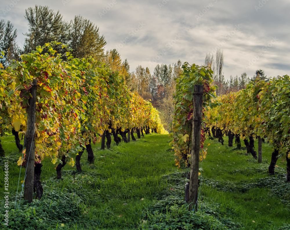 Grape Rows in the Fall 