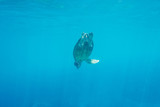sea turtle in underwater