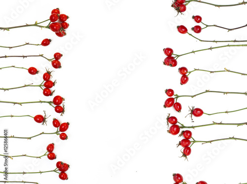 Medicinal plants and herbs composition: Dog rose, bunch branch Rosehips, Different types Rosa canina hips on white  photo