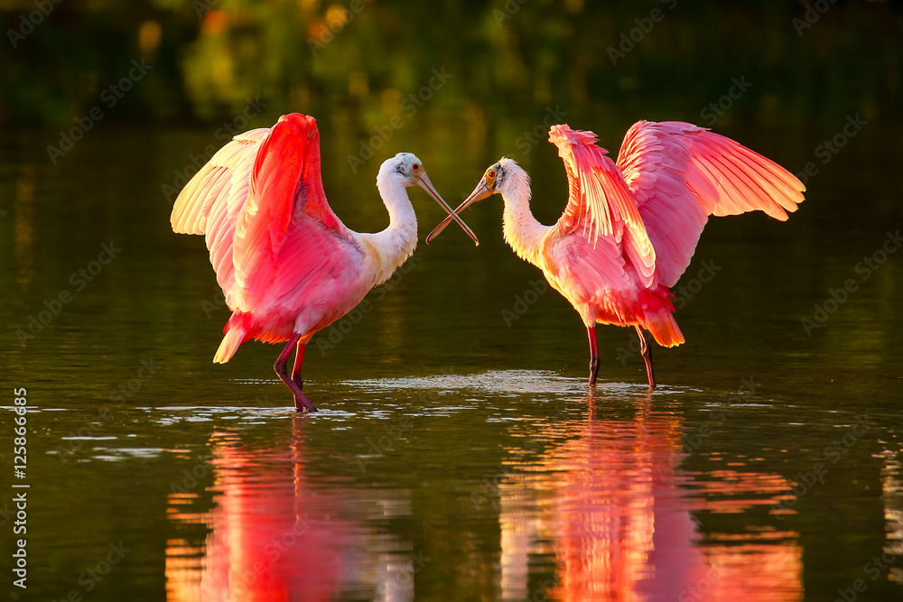 Obraz premium Roseate spoonbills (Platalea ajaja)