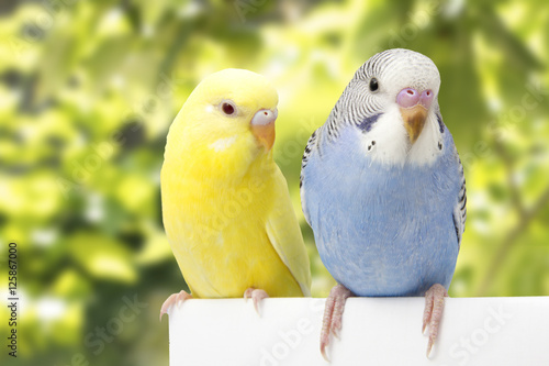 two birds are on a white background