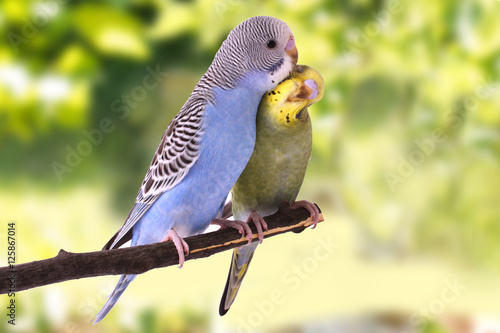 Photography Two multi colored budgie are on the green background