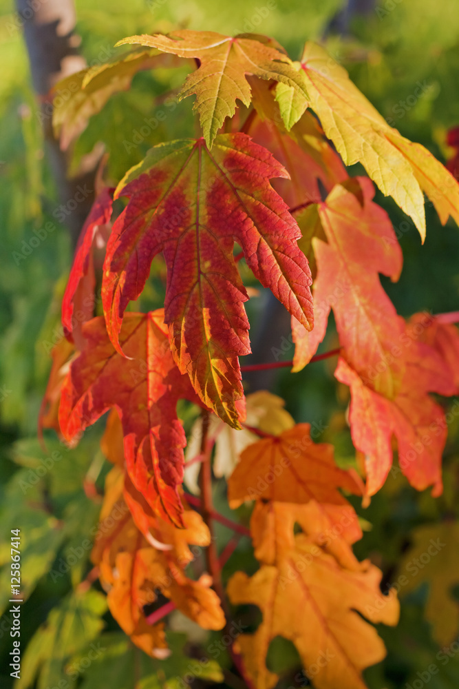 Autumn foliage of Acer saccharum (sugar maple or rock maple). Sugar maple is best known for its bright fall foliage and for being the primary source of maple syrup. Autumn foliage of Acer saccharum (sugar maple or rock maple). Sugar maple is best known for its bright fall foliage and for being the primary source of maple syrup.