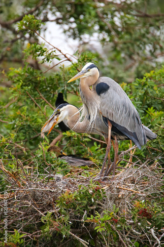 Great Blue Herons in the nest eaing fish. It is the largest Nort photo