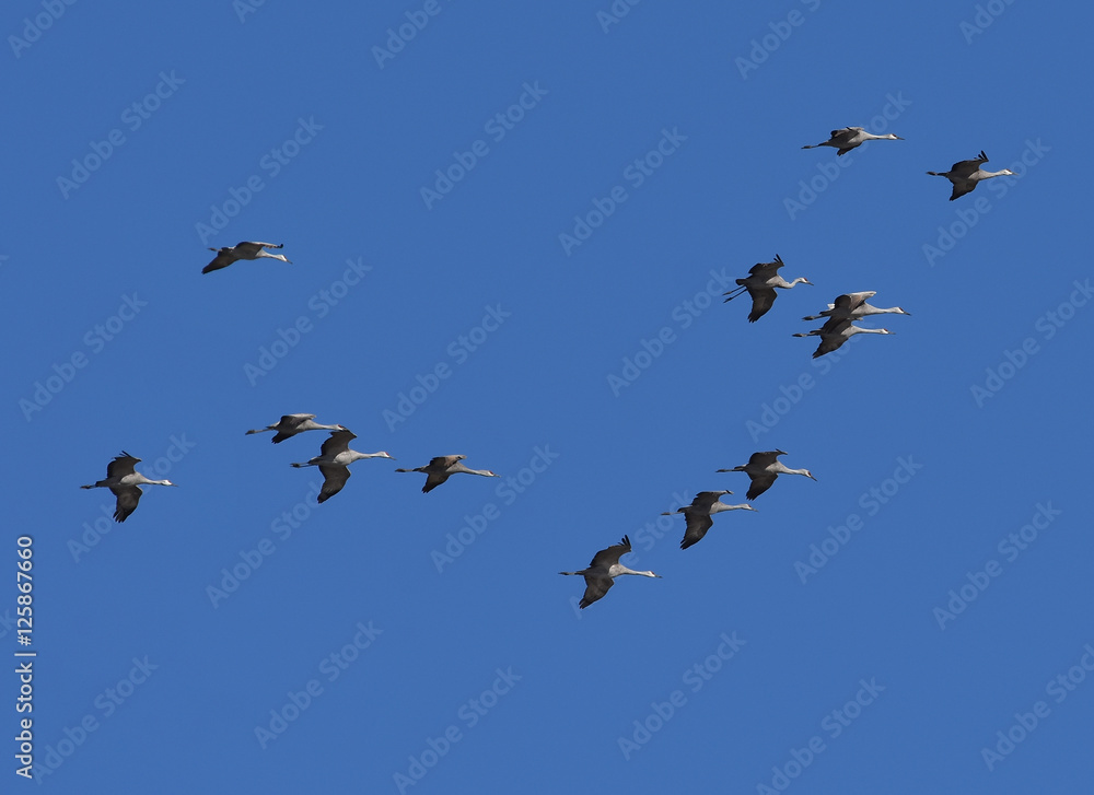 Group of Sandhill Cranes flying overhead in California