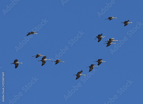 Group of Sandhill Cranes flying overhead in California