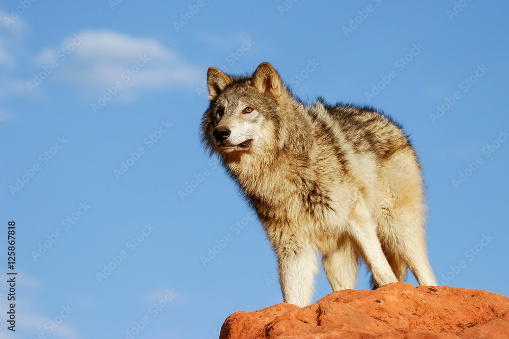 Fototapeta premium Gray wolf (Canis lupus)