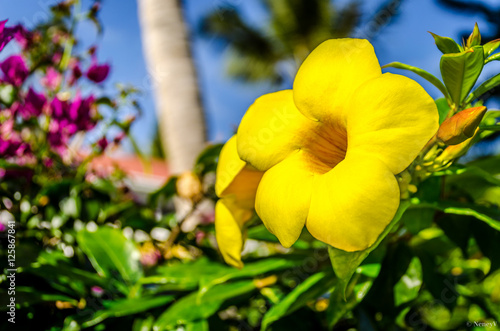 Fototapeta Naklejka Na Ścianę i Meble -  fleur d'alamanda