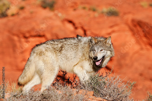 Gray wolf  Canis lupus 