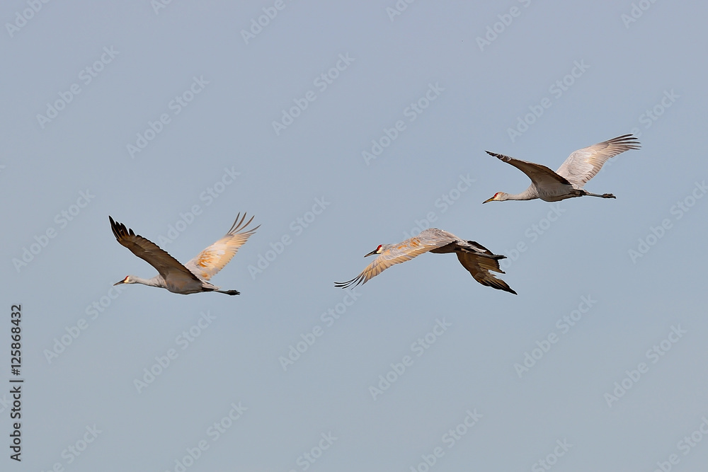 Sandhill cranes flying by