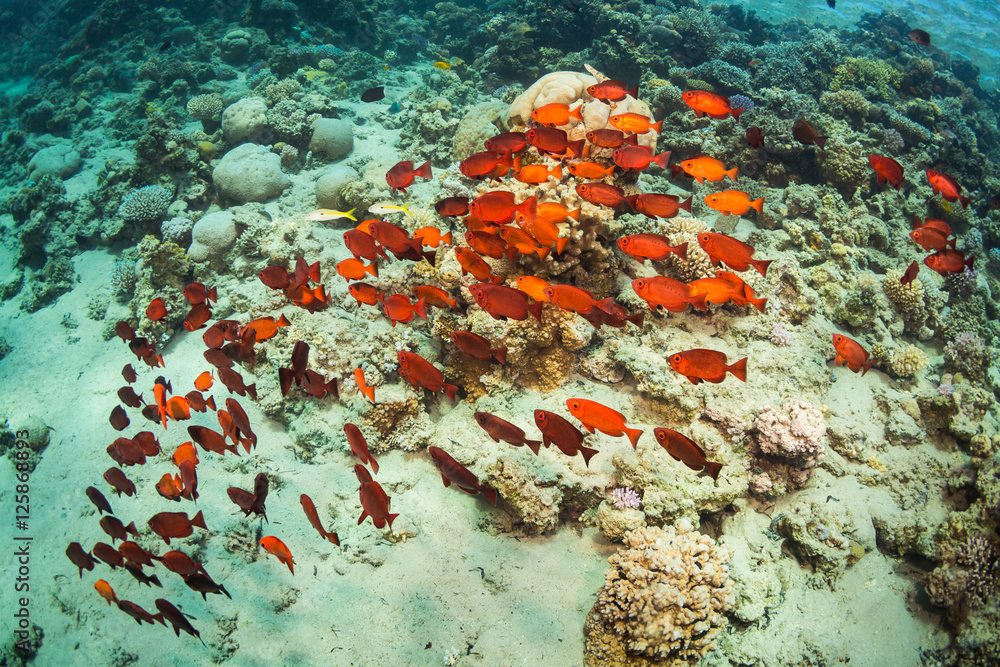 Obraz premium Tropical fish