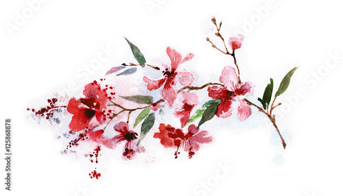 Branch of red flowers isolated on a white background, watercolor
