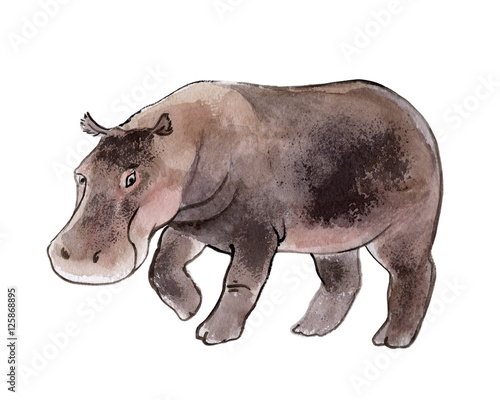 Hippo isolated on a white background  watercolor