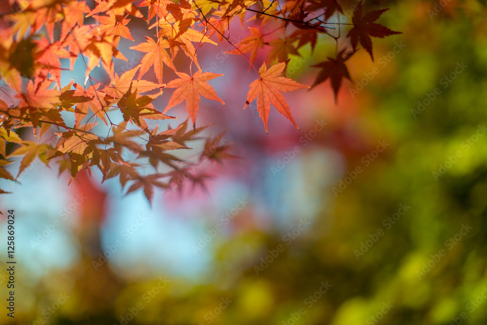 Autumn Background