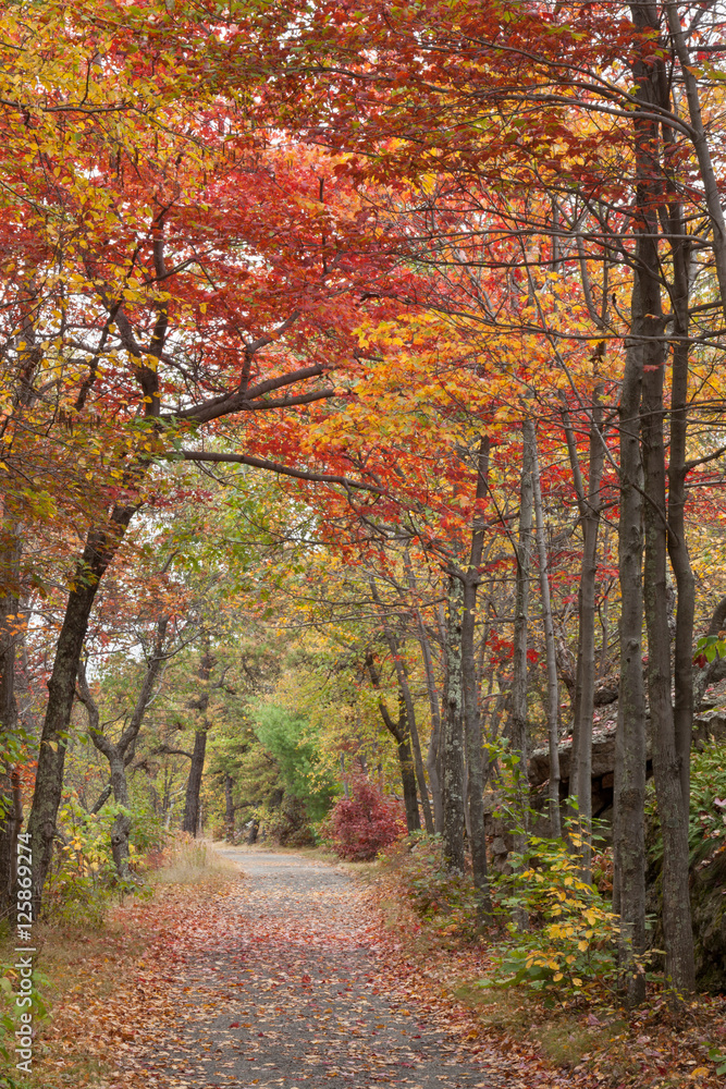 Carriage road with canopy of red leaves  at Mohonk Preserve in Autumn