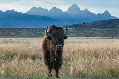 Large bison chewing grass in front of Teton Range at sunset photo