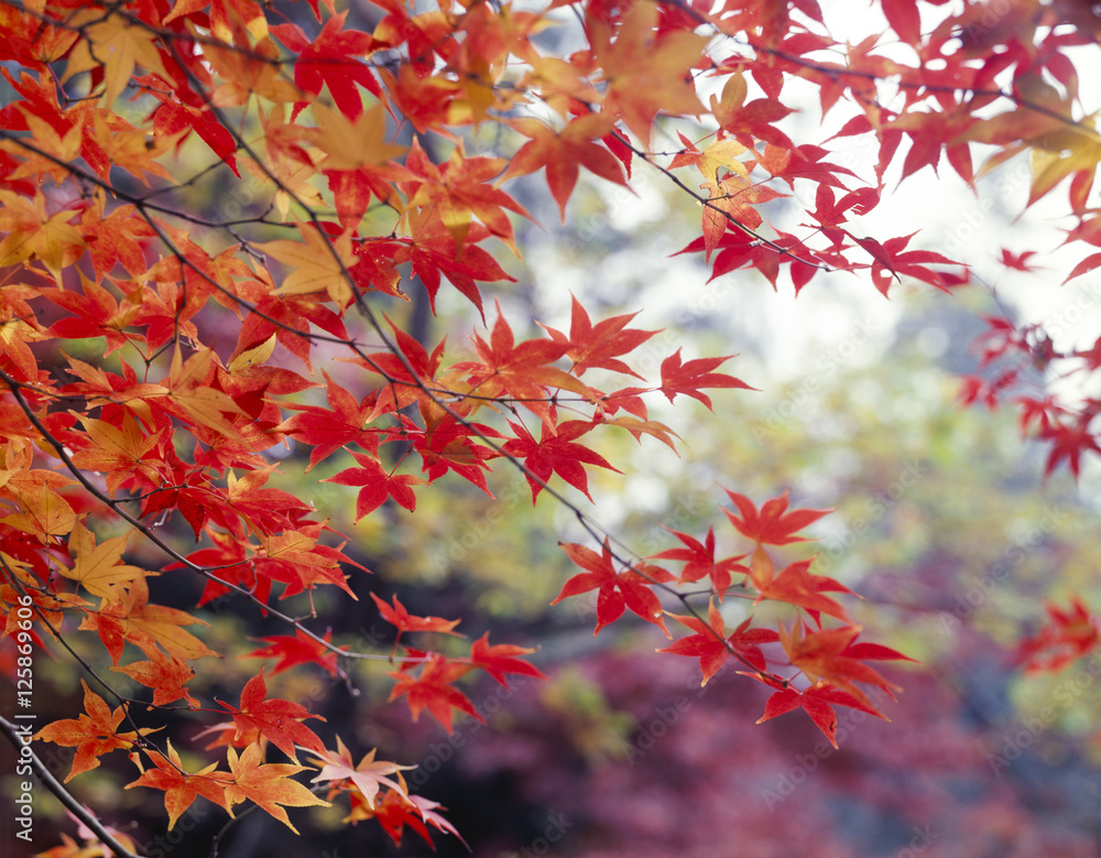 紅葉 紅葉
