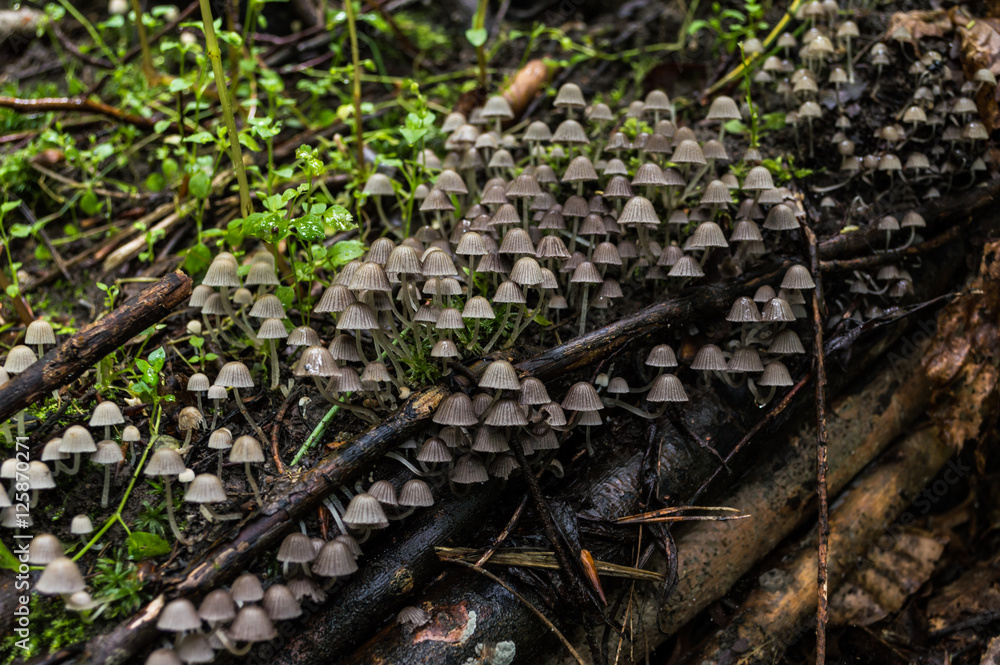Obraz premium A colony of mushrooms growing on an old tree stump covered with moss