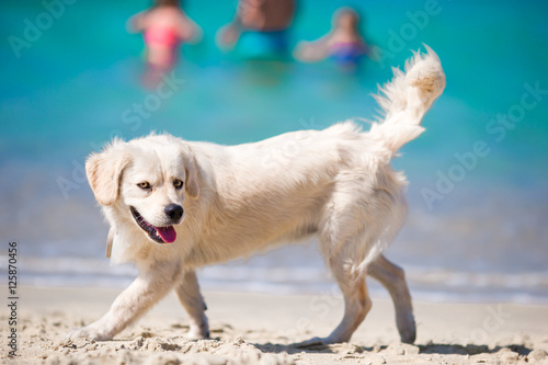 Beautiful golden retriever playing in shallow water on the beach