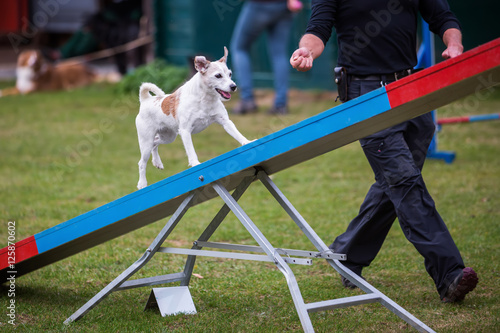 agility training with a terrier photo