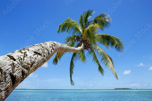 Leaning palm tree at Makaha'a island near Tongatapu island in To photo