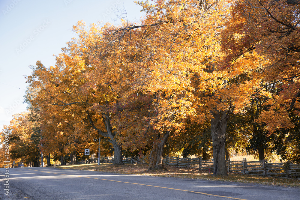 Autumn road