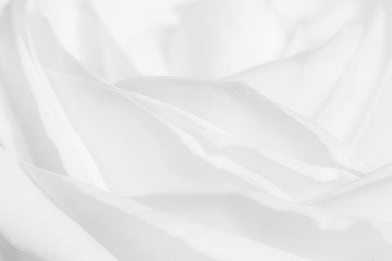 Close up silver leaves rose for valentine background