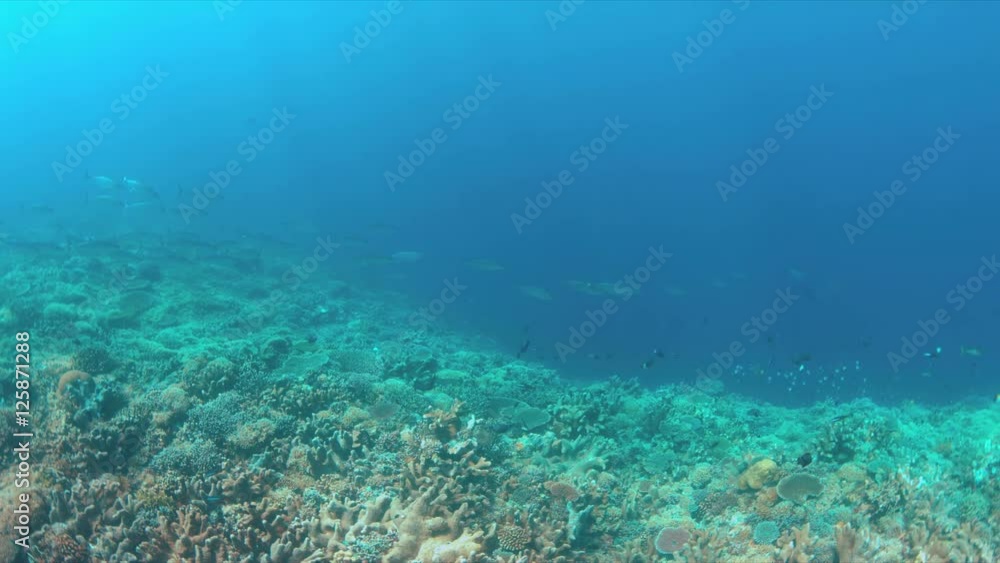 Coral reef with Tunas and plenty fish. 4k footage Coral reef with Tunas and plenty fish. 4k footage