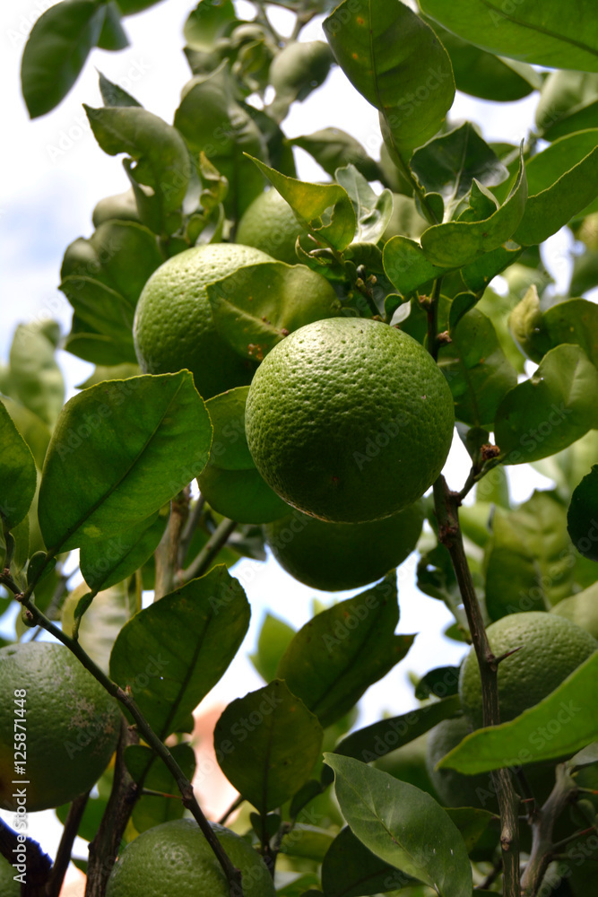 Trees bear type of citrus fruitCitrus sphaerocarpa in Fukuoka city