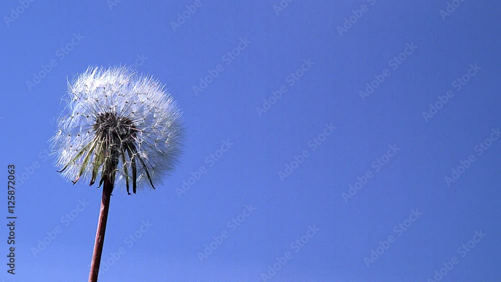 Common Dandelion, taraxacum officinale, seeds from 'clocks' being blown and dispersed by wind against blue Sky, Slow motion Common Dandelion, taraxacum officinale, seeds from 'clocks' being blown and dispersed by wind against blue Sky, Slow motion