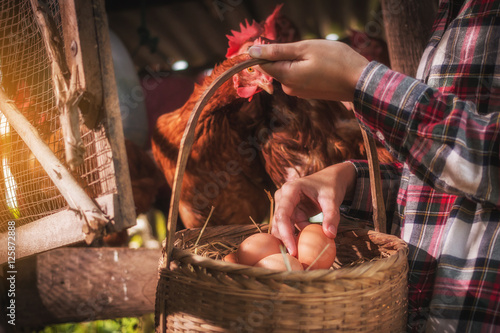 a woman gathering fresh eggs into basket at hen house in countryside morning
