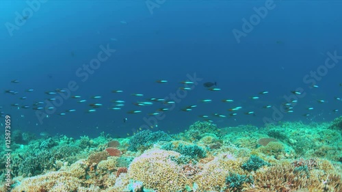 Wallpaper Mural Coral reef with Tunas and plenty fish. 4k footage Torontodigital.ca